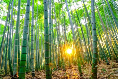 Co jste netušili o bambusu?